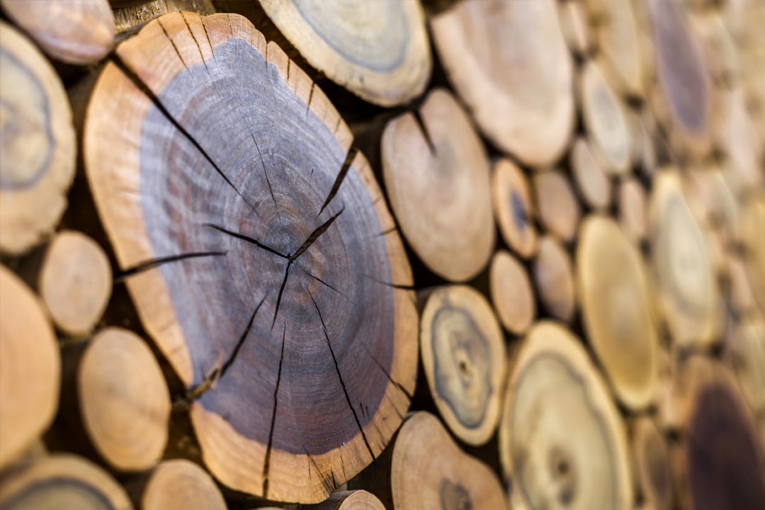 Dettaglio legno Balestra